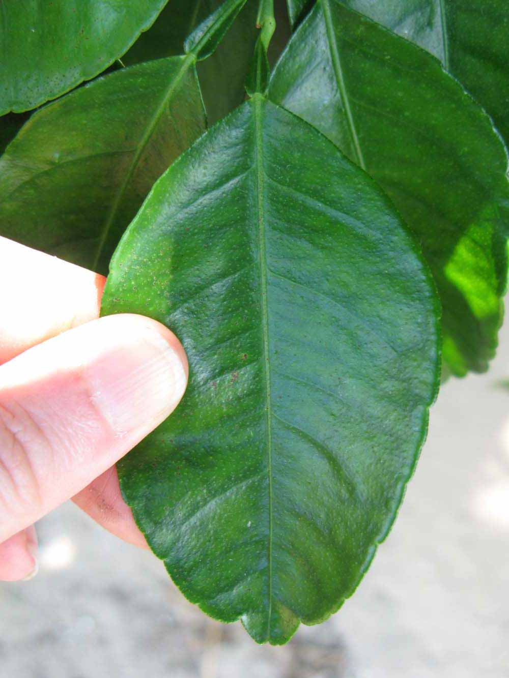              Unifoliolate leaf (Winter Haven, FL)       